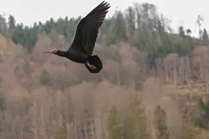 A Northern Bald Ibis, Hermit Ibis (Geronticus eremita) in flight in natural surroundings