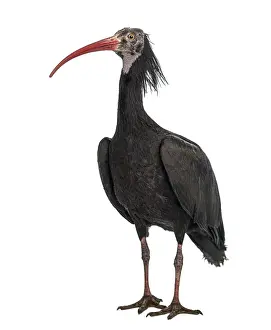 Northern Bald Ibis standing, Geronticus eremita