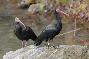 Two Northern Bald Ibises (Geronticus eremita) standing on a rock on a riverbank
