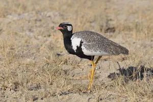 Northern black korhaan (Afrotis afraoides)