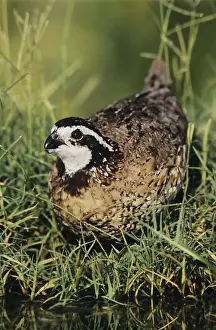 Northern Bobwhite (Colinus virginianus)