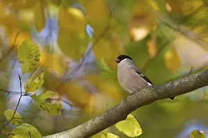 Northern Bullfinch - Gimpel - Pyrrhula pyrrhula pyrrhula