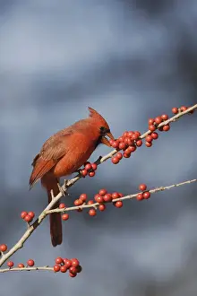 Northern Cardinal (Cardinalis cardinalis)