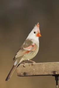 Northern Cardinal (Cardinalis cardinalis)