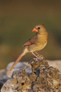 Northern Cardinal (Cardinalis cardinalis)