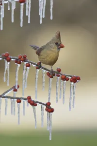 Northern Cardinal (Cardinalis cardinalis)