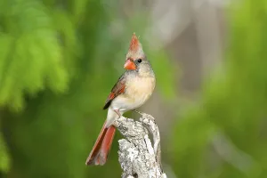 Northern Cardinal Cardinalis cardinalis Rio Grande City