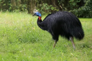 Northern cassowary (Casuarius unappendiculatus)