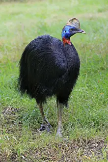 Northern cassowary (Casuarius unappendiculatus)