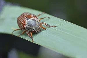 Northern cockchafer (Melolontha hippocastani)