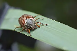 Northern cockchafer (Melolontha hippocastani)