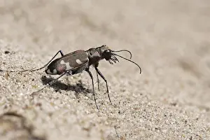 Northern dune tiger beetle (Cicindela hybrida) running across the loose sandy surface