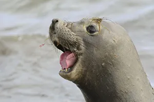 Northern Elephant-seal (Mirounga angustirostris)