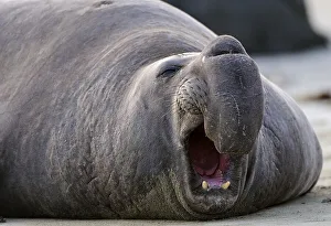 Northern Elephant Seal (Mirounga angustirostris)