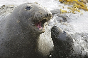 Northern Elephant-seal (Mirounga angustirostris)