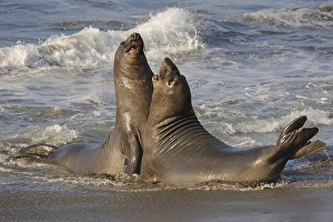Northern Elephant Seal (Mirounga angustirostris)