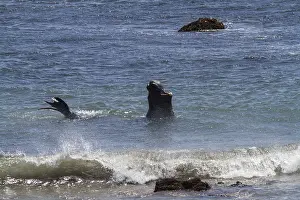 Northern Elephant Seal (Mirounga angustirostris)
