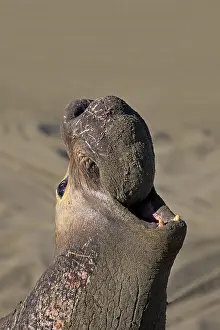 Northern Elephant Seal (Mirounga angustirostris)