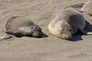 Northern Elephant Seals (Mirounga angustirostris)
