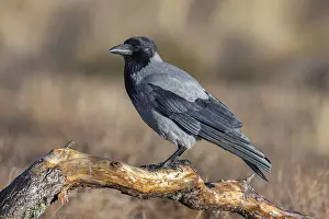 Northern European hooded crow (Corvus cornix cornix)