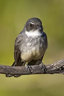 Northern Fantail (Rhipidura rufiventris)