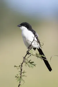 Northern fiscal (Lanius humeralis) Taranagire National Park Tanzania
