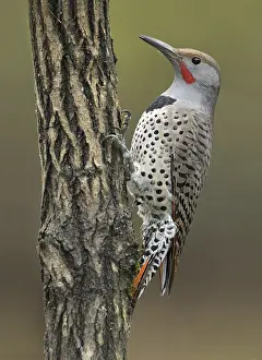 Northern Flicker (Colaptes auratus)