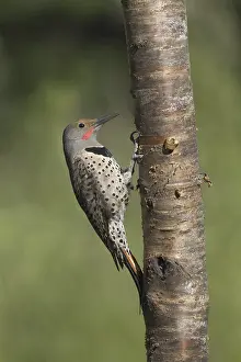 Northern Flicker (Colaptes auratus)