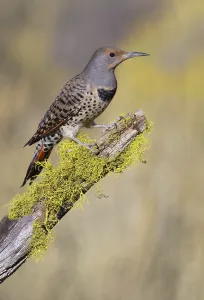 Northern Flicker (Colaptes auratus) female