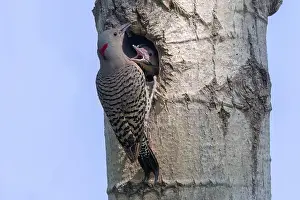 The northern flicker (Copaptes auratus)