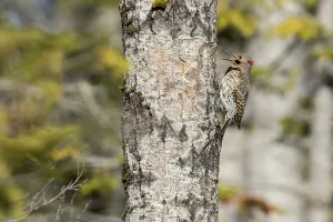 Northern flicker at nest entrance (Colaptes auratus)