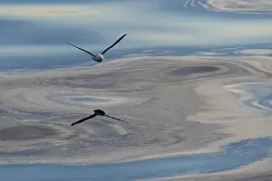 Northern Fulmar (Fulmaris glacialis) in flight