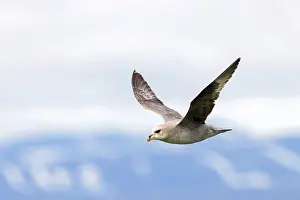 Northern fulmar (Fulmarus glacialis)