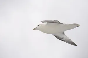 Northern fulmar, Fulmarus glacialis