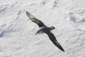 Northern Fulmar (Fulmarus glacialis)