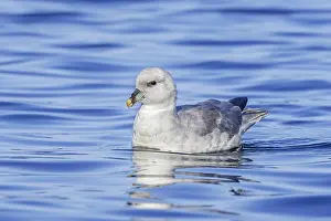 Northern fulmar (Fulmarus glacialis) light