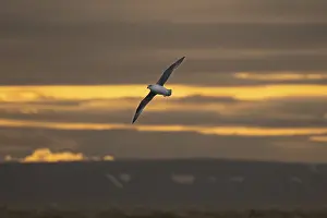 Northern fulmar, sea near Boltodden
