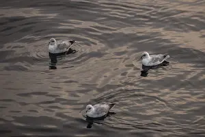 Northern fulmars (Fulmaris glacialis) swimming on the sea