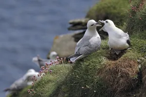 Northern Fulmars (Fulmarus glacialis)