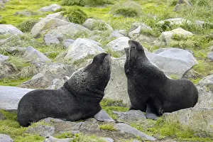 Northern Fur Seal (Callorhinus ursinus)