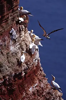 Northern gannet