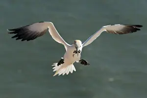 Northern Gannet in flight (Sula bassana)