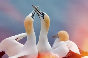 Northern gannet (Morus bassanus)