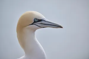 Northern gannet (Morus bassanus)