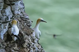 Northern Gannet, Morus bassanus
