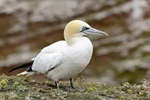 Northern gannet (Morus bassanus)