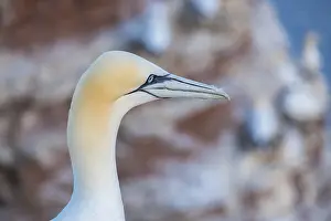 Northern gannet (Morus bassanus)