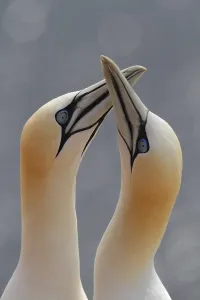 Northern Gannet (Morus bassanus)