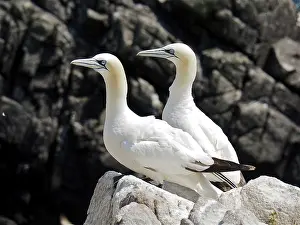 Northern gannet (Morus bassanus)