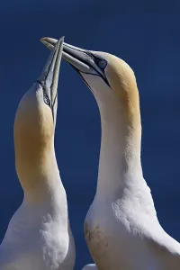 Northern gannet (Morus bassanus)